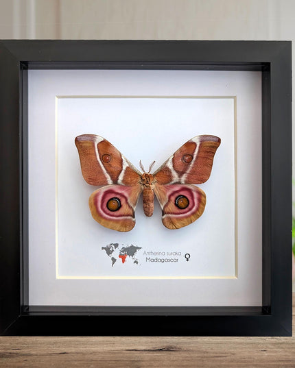 Framed Madagascar Bullseye Moth, Taxidermy Wall Decor (8x8)
