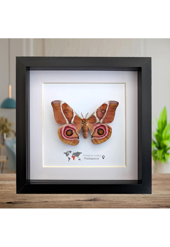 Framed Madagascar Bullseye Moth, Taxidermy Wall Decor (8x8)