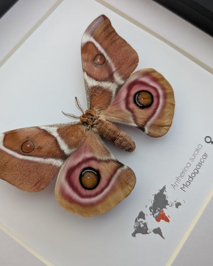 Framed Madagascar Bullseye Moth, Taxidermy Wall Decor (8x8)