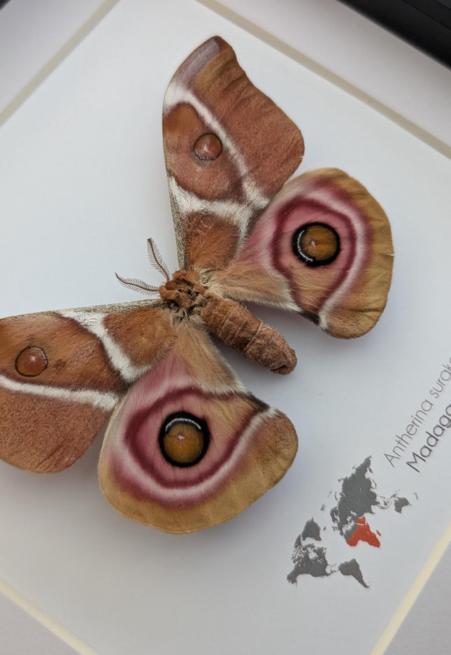 Framed Madagascar Bullseye Moth, Taxidermy Wall Decor (8x8)