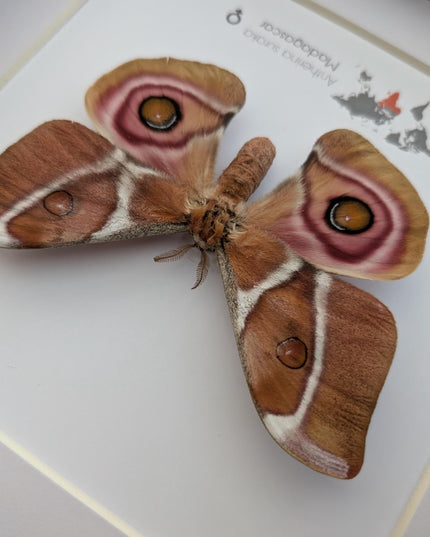 Framed Madagascar Bullseye Moth, Taxidermy Wall Decor (8x8)