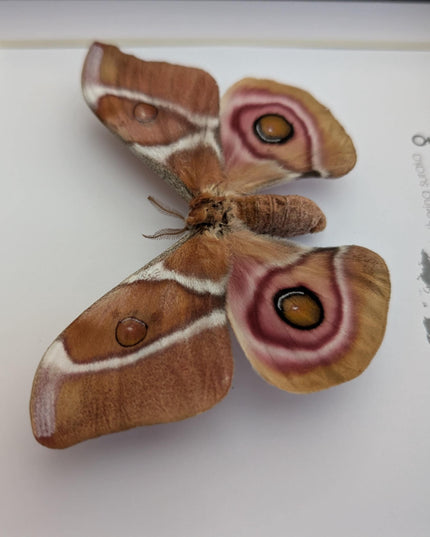 Framed Madagascar Bullseye Moth, Taxidermy Wall Decor (8x8)