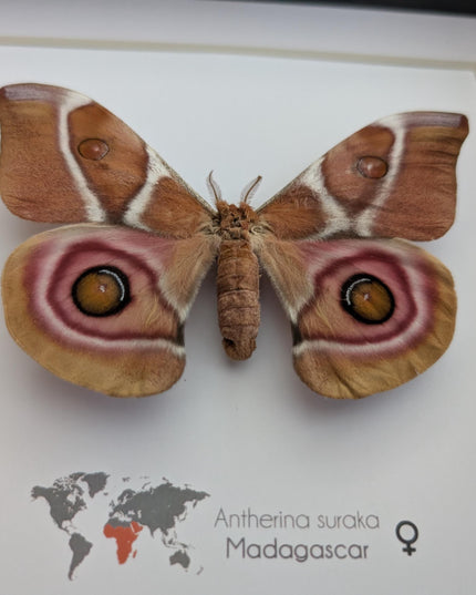 Framed Madagascar Bullseye Moth, Taxidermy Wall Decor (8x8)