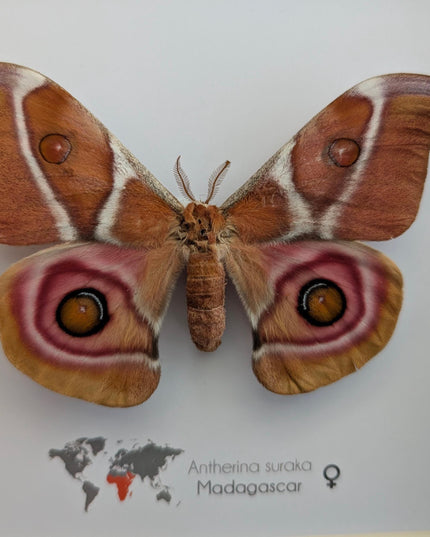 Framed Madagascar Bullseye Moth, Taxidermy Wall Decor (8x8)