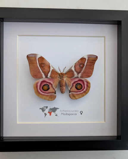Framed Madagascar Bullseye Moth, Taxidermy Wall Decor (8x8)