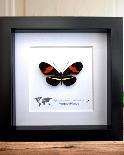 Red Postman Butterfly Taxidermy, Entomology Gift, Framed Insect Display (6x6)