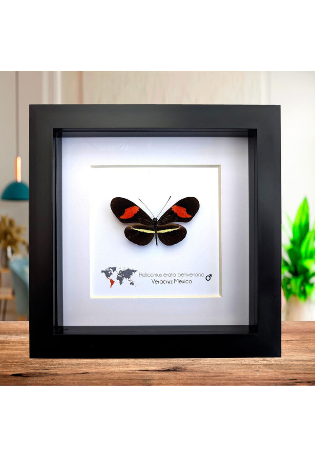 Red Postman Butterfly Taxidermy, Entomology Gift, Framed Insect Display (6x6)