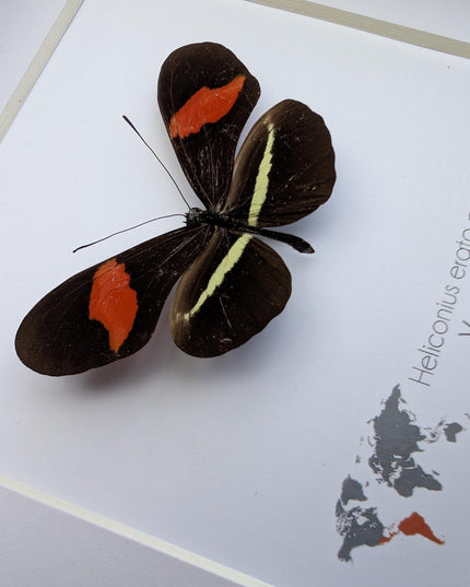 Red Postman Butterfly Taxidermy, Entomology Gift, Framed Insect Display (6x6)