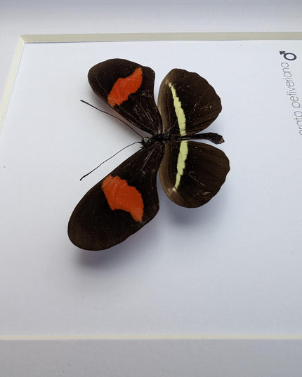 Red Postman Butterfly Taxidermy, Entomology Gift, Framed Insect Display (6x6)