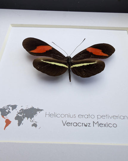 Red Postman Butterfly Taxidermy, Entomology Gift, Framed Insect Display (6x6)