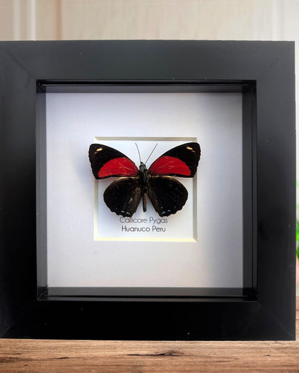 Framed callicore pygas butterfly: godart's numberwing, peru (4" x 4")