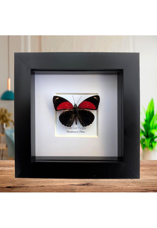 Framed callicore pygas butterfly: godart's numberwing, peru (4" x 4")