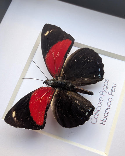 Framed callicore pygas butterfly: godart's numberwing, peru (4" x 4")