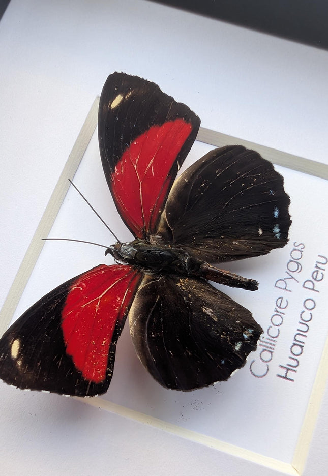 Framed callicore pygas butterfly: godart's numberwing, peru (4" x 4")