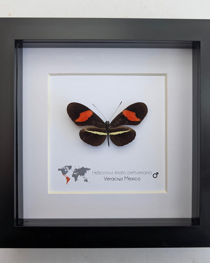 Red Postman Butterfly Taxidermy, Entomology Gift, Framed Insect Display (6x6)