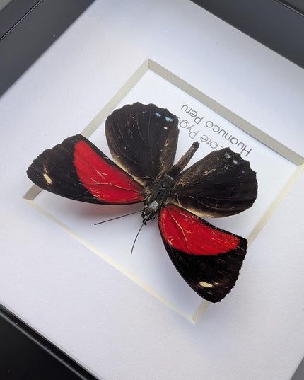 Framed callicore pygas butterfly: godart's numberwing, peru (4" x 4")