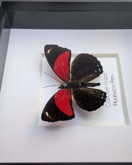 Framed callicore pygas butterfly: godart's numberwing, peru (4" x 4")