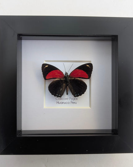 Framed callicore pygas butterfly: godart's numberwing, peru (4" x 4")