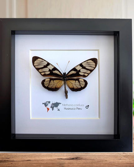 Methona confusa, the confused tigerwing, wall decor, taxidermy gift, entomology present, frame 6" x 6"