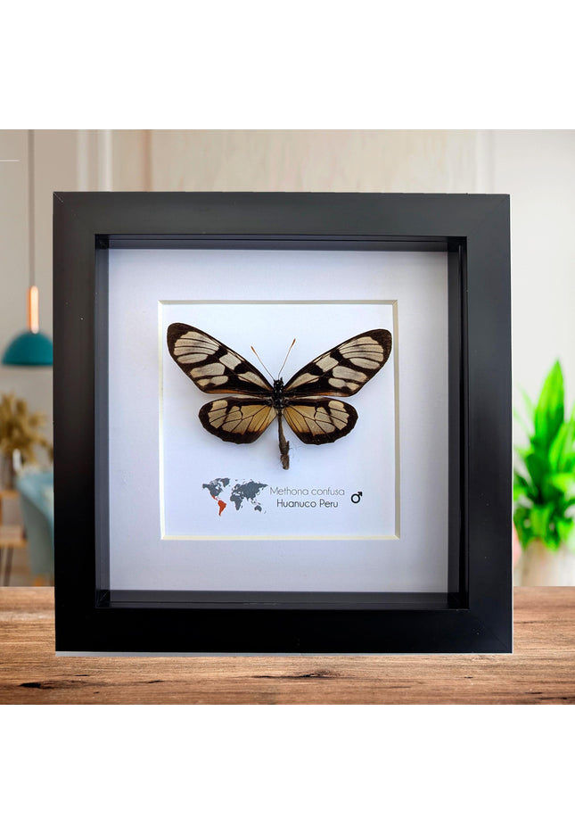 Methona confusa, the confused tigerwing, wall decor, taxidermy gift, entomology present, frame 6" x 6"