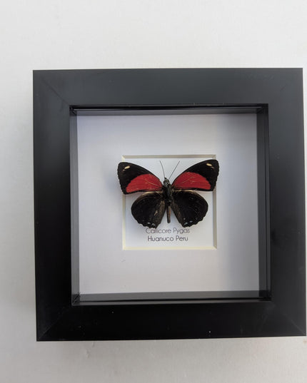 Framed callicore pygas butterfly: godart's numberwing, peru (4" x 4")