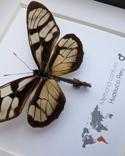 Methona confusa, the confused tigerwing, wall decor, taxidermy gift, entomology present, frame 6" x 6"