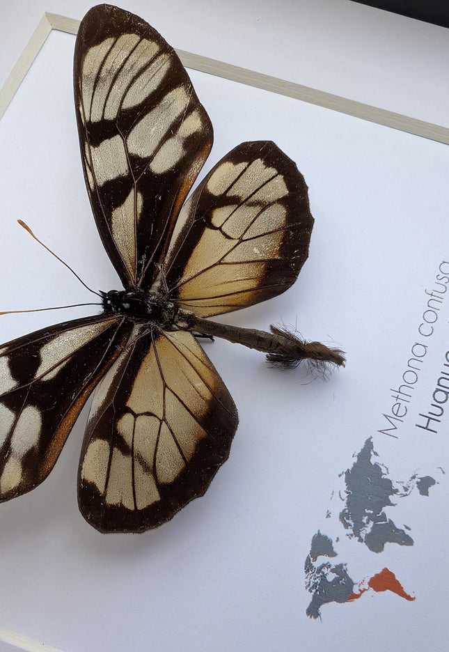 Methona confusa, the confused tigerwing, wall decor, taxidermy gift, entomology present, frame 6" x 6"