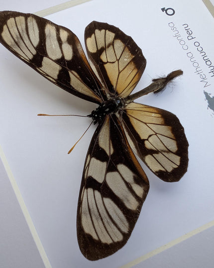 Methona confusa, the confused tigerwing, wall decor, taxidermy gift, entomology present, frame 6" x 6"