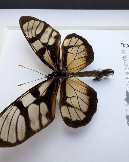 Methona confusa, the confused tigerwing, wall decor, taxidermy gift, entomology present, frame 6" x 6"