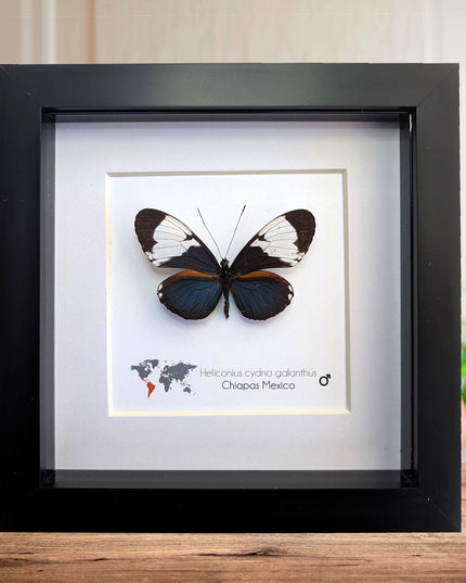 Framed White-Patched Longwing Butterfly, 6" Taxidermy Wall Decor