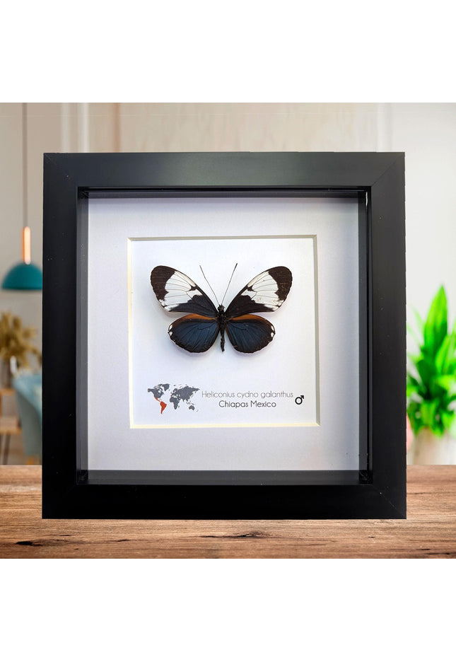 Framed White-Patched Longwing Butterfly, 6" Taxidermy Wall Decor