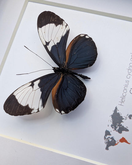 Framed White-Patched Longwing Butterfly, 6" Taxidermy Wall Decor