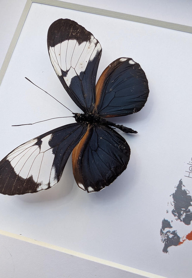 Framed White-Patched Longwing Butterfly, 6" Taxidermy Wall Decor