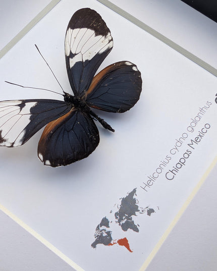 Framed White-Patched Longwing Butterfly, 6" Taxidermy Wall Decor