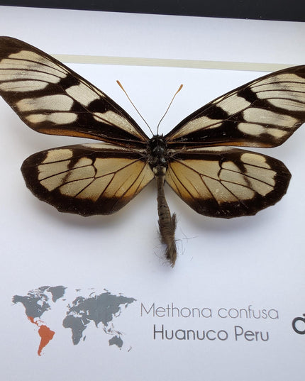 Methona confusa, the confused tigerwing, wall decor, taxidermy gift, entomology present, frame 6" x 6"