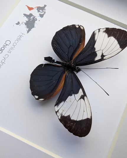 Framed White-Patched Longwing Butterfly, 6" Taxidermy Wall Decor