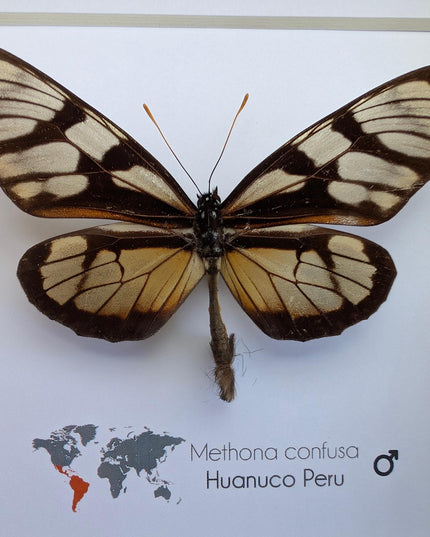 Methona confusa, the confused tigerwing, wall decor, taxidermy gift, entomology present, frame 6" x 6"