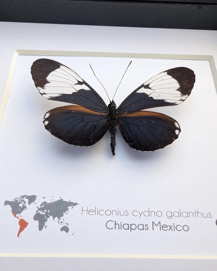Framed White-Patched Longwing Butterfly, 6" Taxidermy Wall Decor