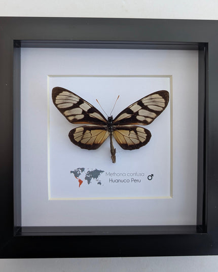 Methona confusa, the confused tigerwing, wall decor, taxidermy gift, entomology present, frame 6" x 6"