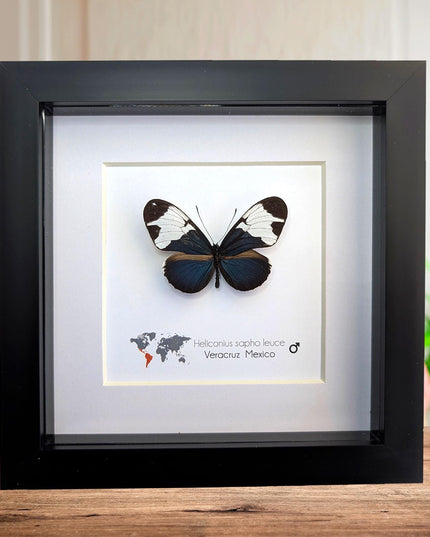 Framed Heliconius Sapho Butterfly, Taxidermy Wall Decor (6x6)