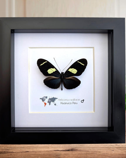 Heliconius wallacei,  wallace's longwing butterfly, wall decor, taxidermy gift, entomology present, frame 6" x 6"