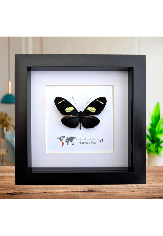 Heliconius wallacei,  wallace's longwing butterfly, wall decor, taxidermy gift, entomology present, frame 6" x 6"