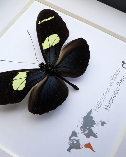 Heliconius wallacei,  wallace's longwing butterfly, wall decor, taxidermy gift, entomology present, frame 6" x 6"