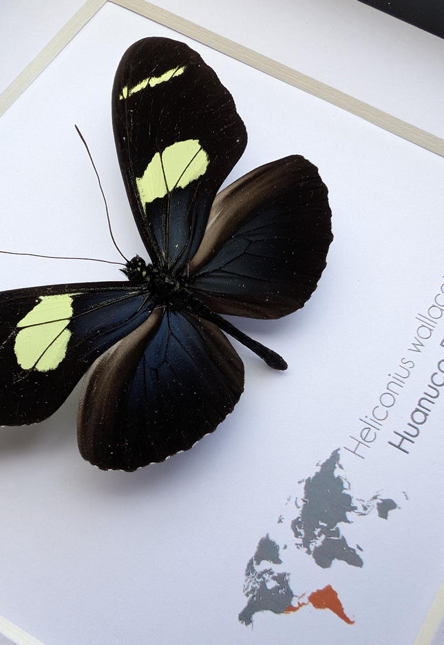 Heliconius wallacei,  wallace's longwing butterfly, wall decor, taxidermy gift, entomology present, frame 6" x 6"