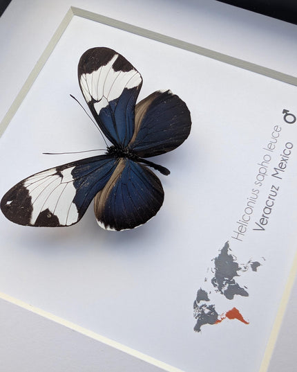 Framed Heliconius Sapho Butterfly, Taxidermy Wall Decor (6x6)