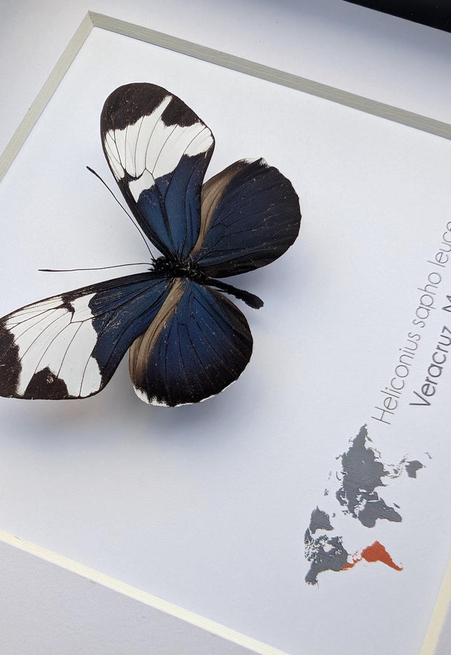 Framed Heliconius Sapho Butterfly, Taxidermy Wall Decor (6x6)
