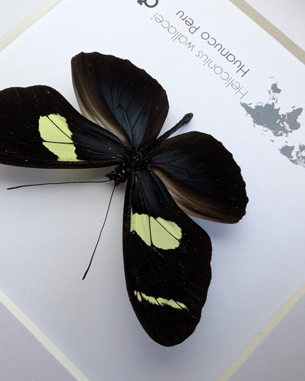 Heliconius wallacei,  wallace's longwing butterfly, wall decor, taxidermy gift, entomology present, frame 6" x 6"