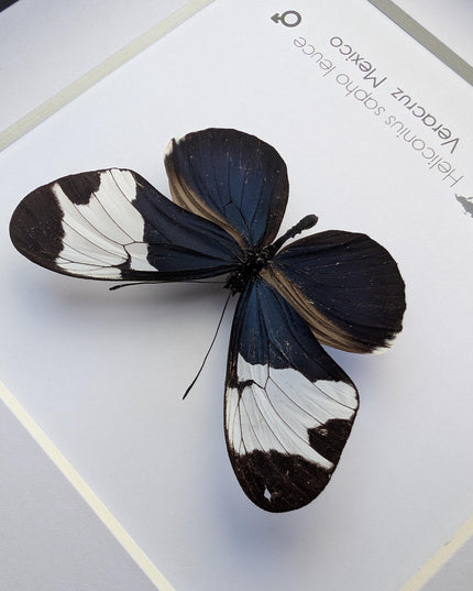 Framed Heliconius Sapho Butterfly, Taxidermy Wall Decor (6x6)