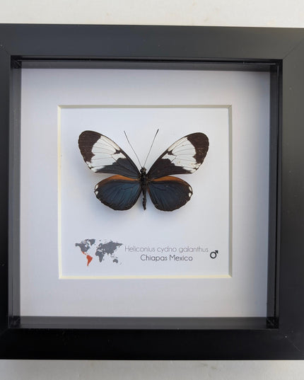 Framed White-Patched Longwing Butterfly, 6" Taxidermy Wall Decor