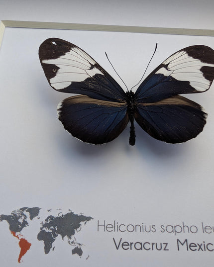 Framed Heliconius Sapho Butterfly, Taxidermy Wall Decor (6x6)